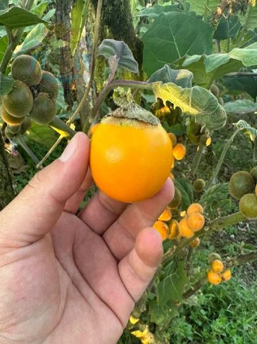 Naranjilla1N